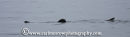 Basking Shark surface feeding.